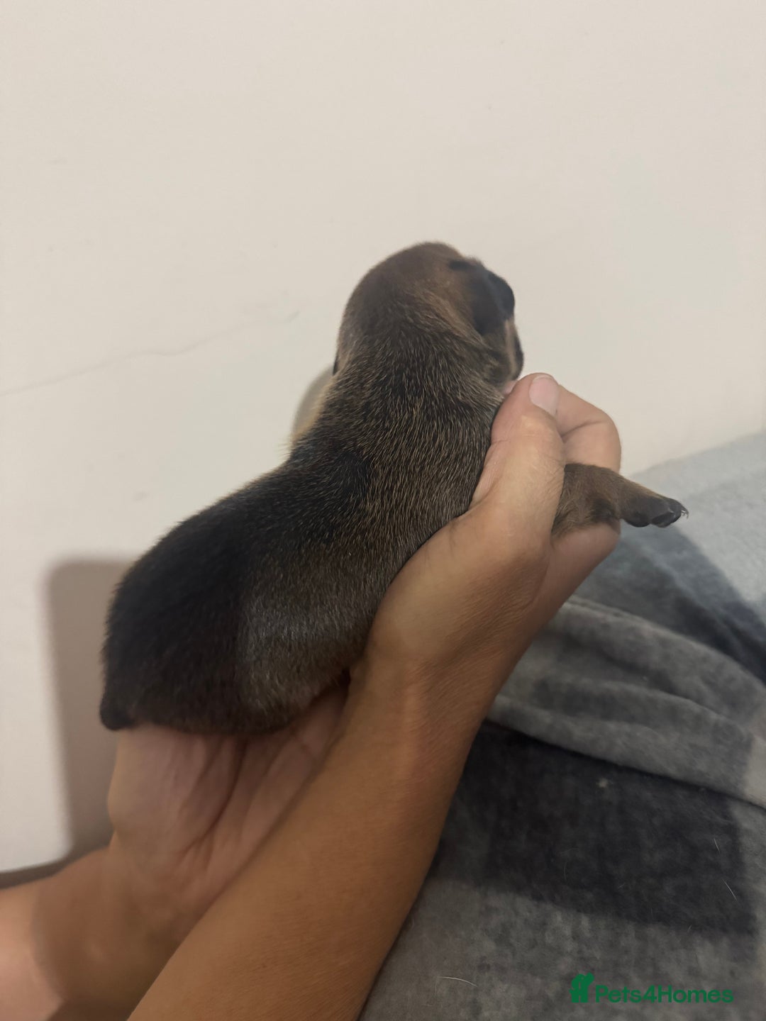 Jack Russell dogs for sale: 5 Jack Russel Puppies - Image 4