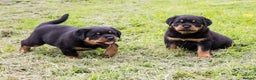 Rottweiler dogs for sale: Xx Pure GERMAN CH ROTTWEILERS xX - Advert 3