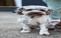 Cockapoo dogs for stud: Wreck it Ralph🍫 F1B - Image 2