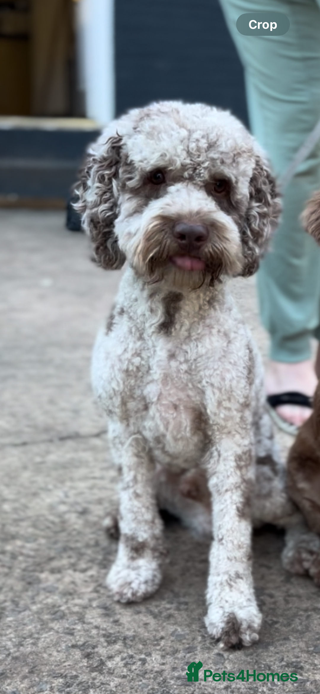 Cockapoo dogs for stud: Wreck it Ralph🍫 F1B - Image 2