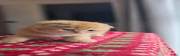 Scottish Fold cats for sale: Scottish Fold Kittens  - Advert 3
