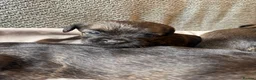 Border Terrier dogs for sale: Border terrier KC registered  in Loughborough - Advert 4