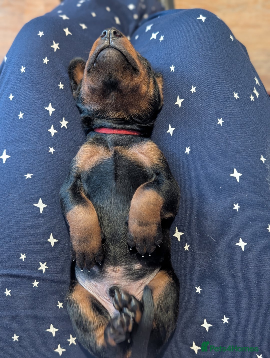 Dobermann dogs for sale: Doberman puppies  - Image 16