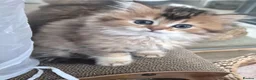 British Longhair cats for sale: BLH & BSH sisters  - Advert 8