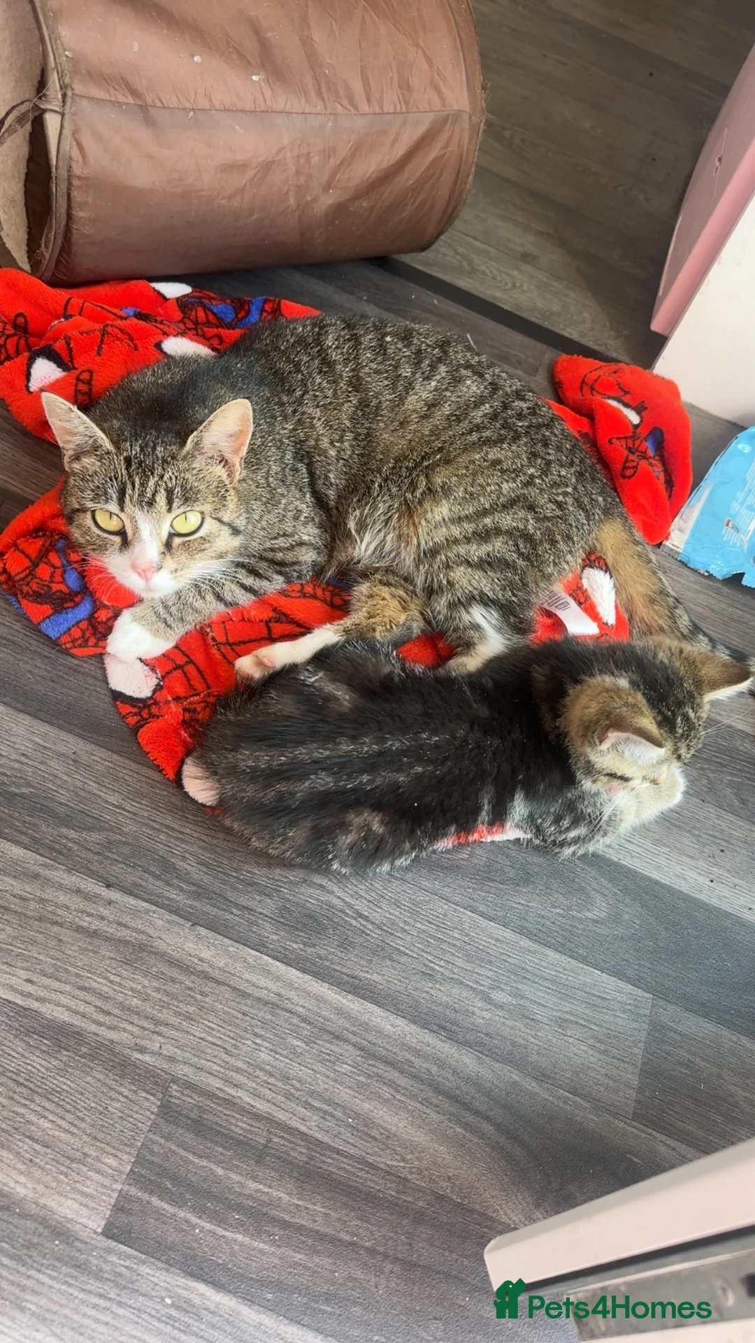 Scottish Fold cats for sale: Scottish fold/straight in Morecambe - Advert 2
