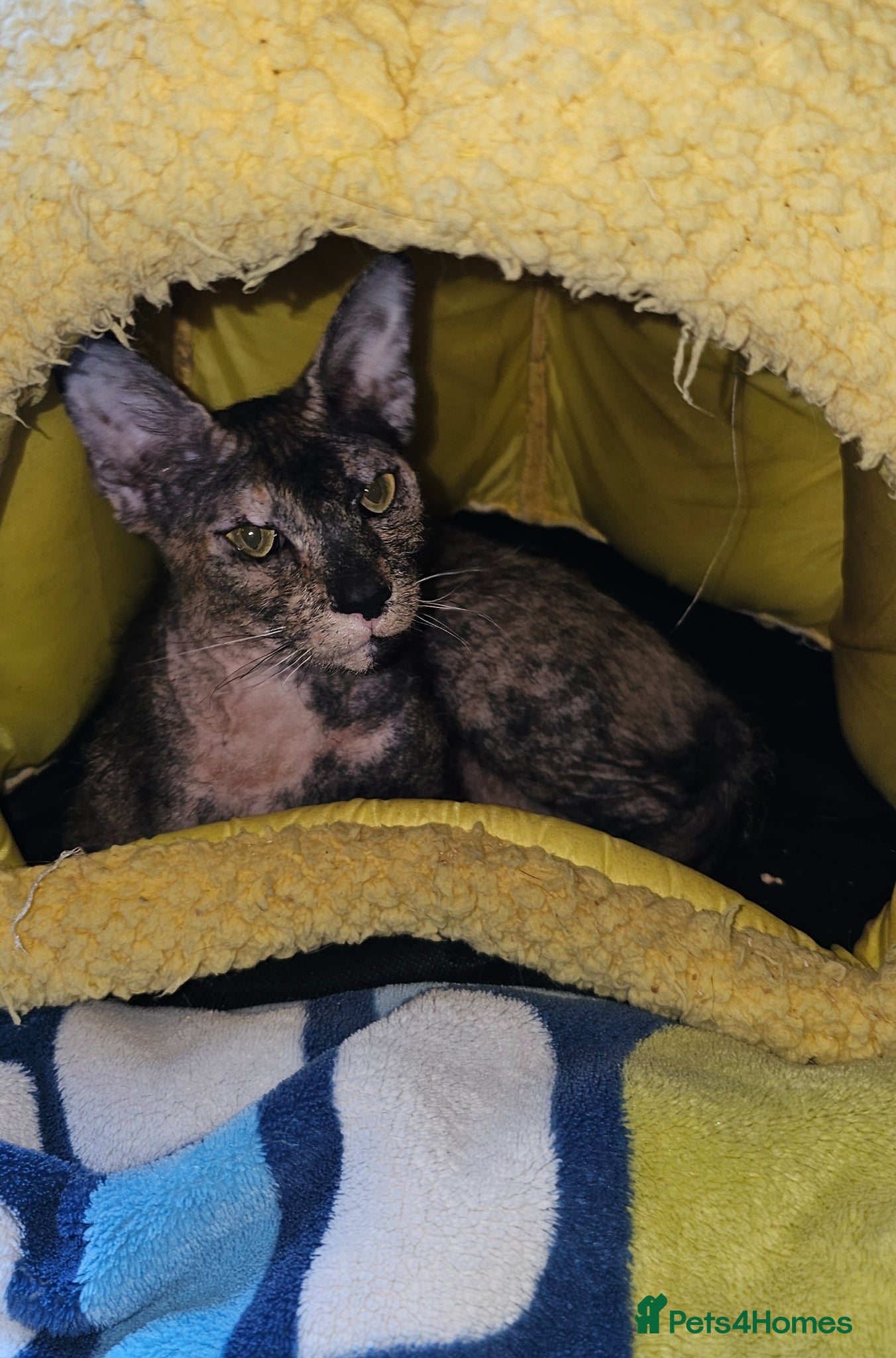 Sphynx cats for sale: Sphynx x Siamese young cat - Advert 9