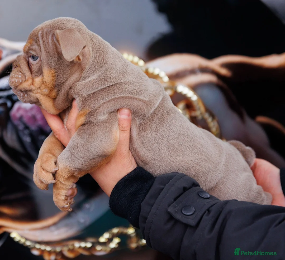 English Bulldog dogs for sale: ENGLISH BULLDOGS MERLE EPIC BULLYZ LILAC  - Advert 5