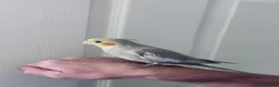 Cockatiels birds for sale: Baby hand tame cockatiel  - Advert 11