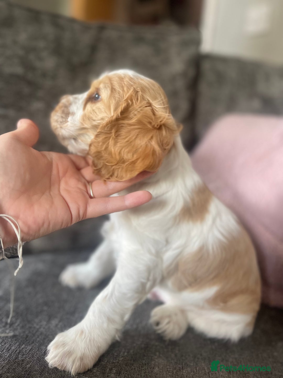 Cocker Spaniel dogs for sale: Top class cocker spaniel puppies  - Image 2
