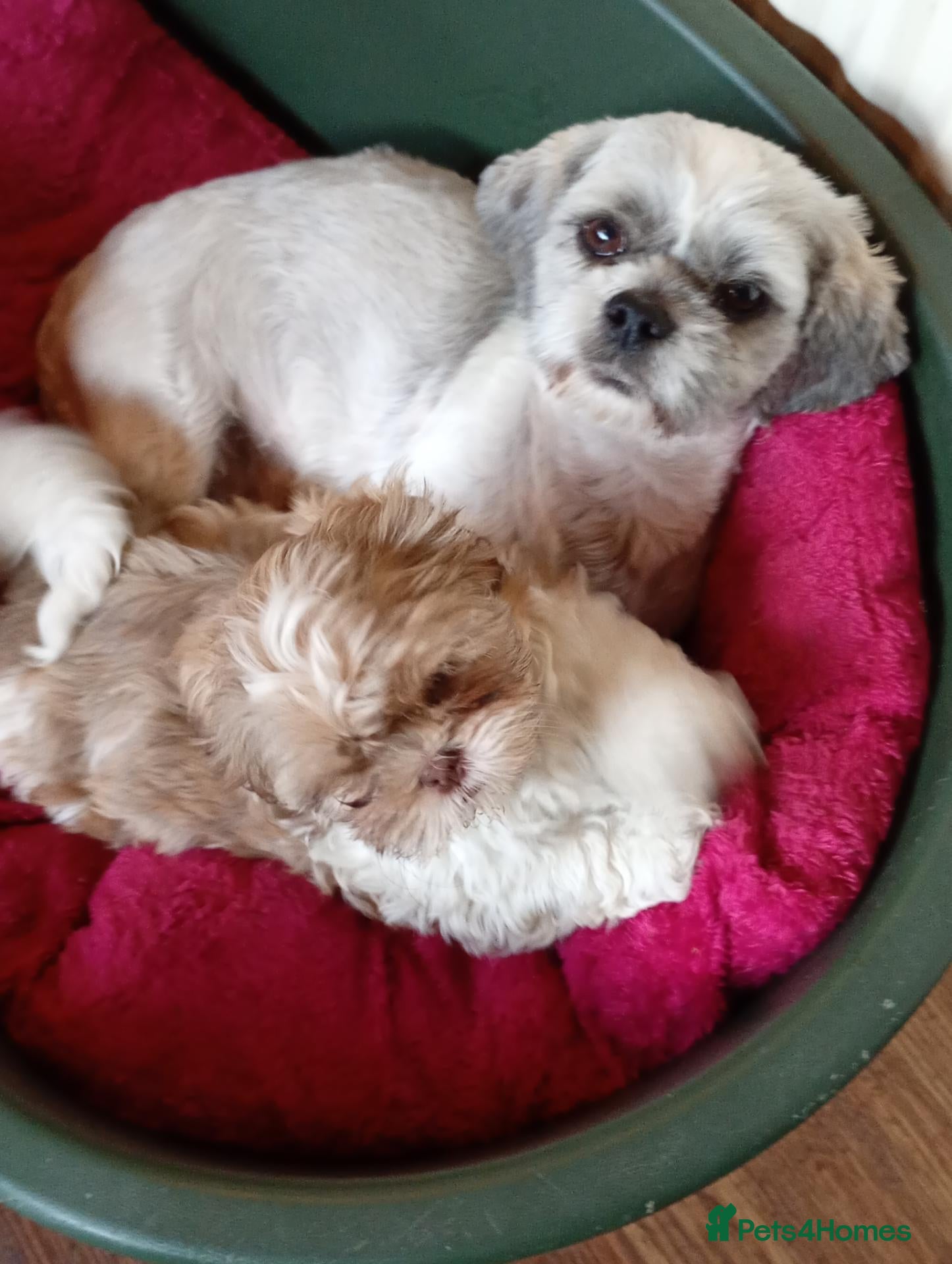Shih Tzu dogs Pure-Bred Shih Tsu boy puppy Ready now - Advert 4