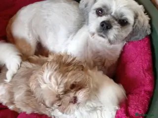 Shih Tzu dogs Pure-Bred Shih Tsu boy puppy Ready now - Advert 4