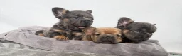 French Bulldog dogs for sale: Fluffy French Bulldog Puppies  - Advert 22