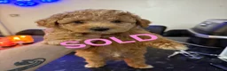 Cavapoo dogs for sale: One left - Gorgeous Cavapoo Puppies  - Advert 15