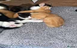 Mixed Breed cats for sale: Cute Adorable Kittens for Sale - Image 2