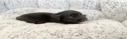 Miniature Dachshund dogs for sale: KC short haired and long haired puppies  - Advert 27