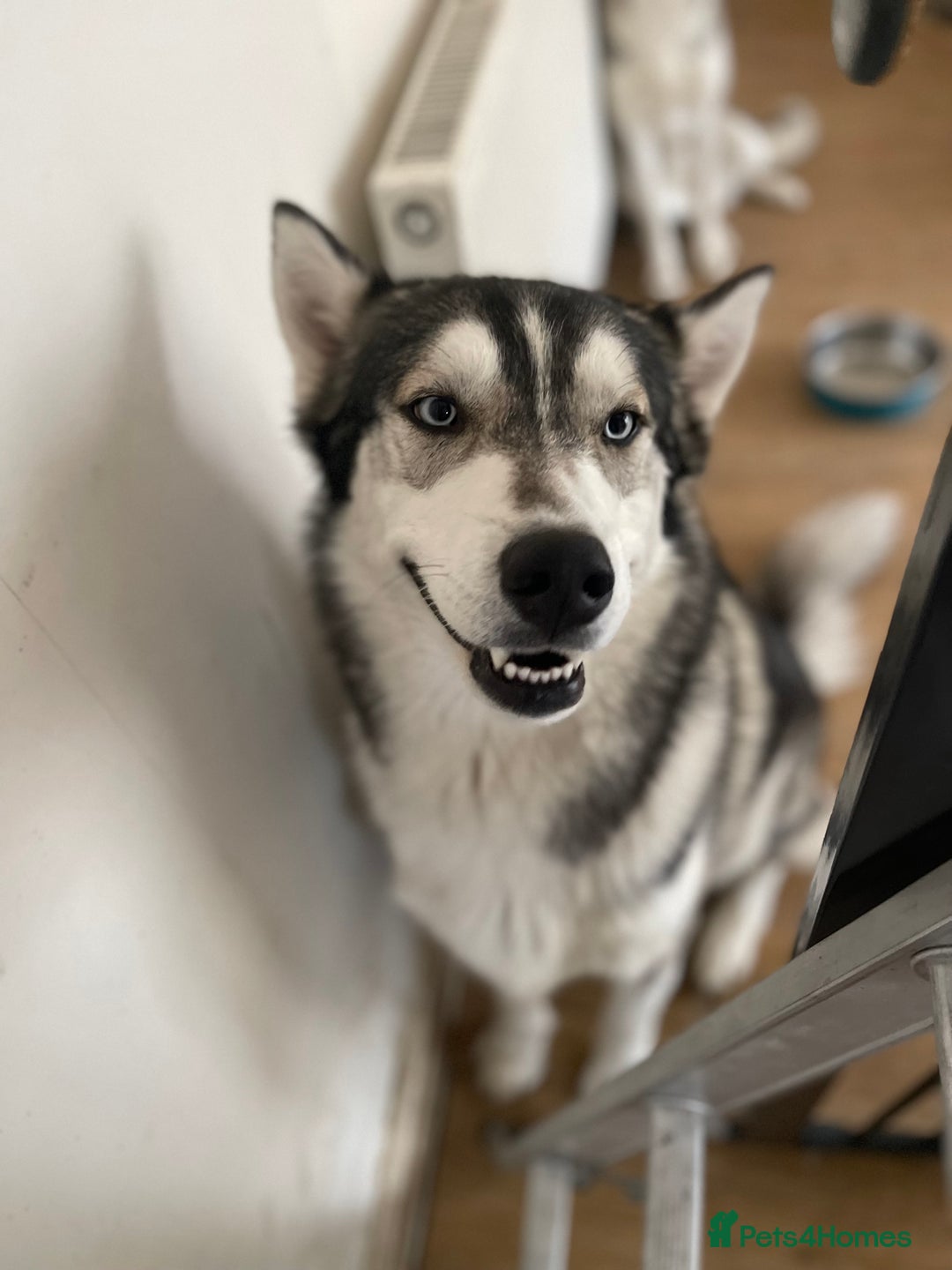 Siberian Husky dogs for stud: PROVEN KC Registered Siberian Husky Stud ONLY in Solihull - Image 12