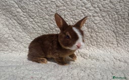 Rex rabbits for sale: chocolate vienna mini rex babies - Image 12