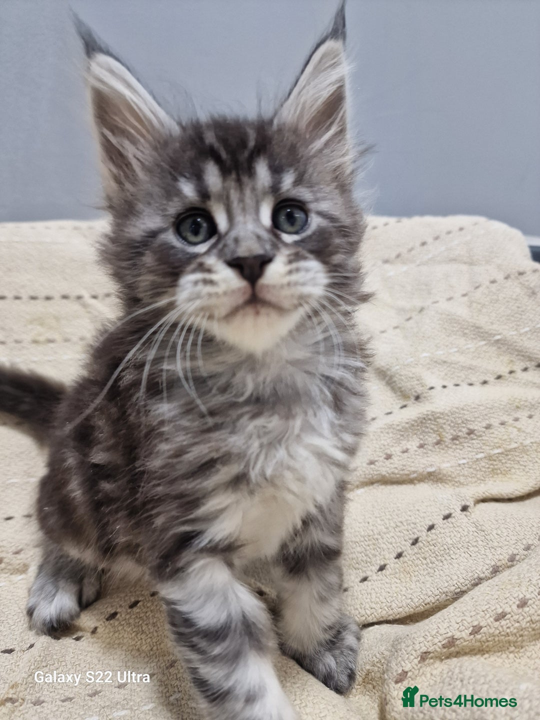 Maine Coon cats for sale: Pure Makne coon - Advert 19