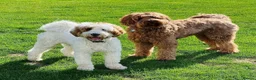 Australian Labradoodle dogs for sale:  AUSTRALIAN LABRADOODLE  – WAITING LIST NOW OPEN! - Advert 6