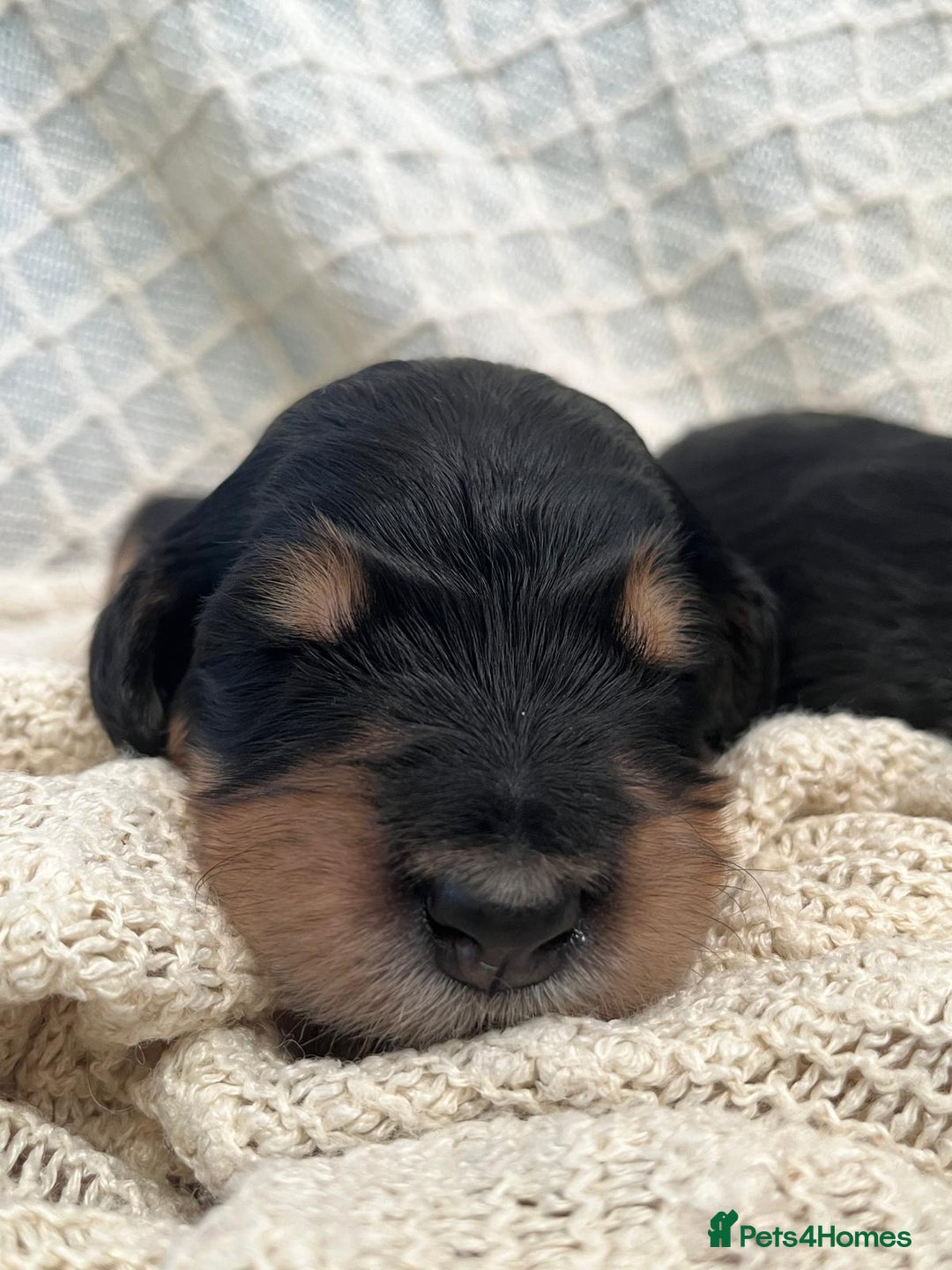 Bernedoodle dogs for sale: Exceptional F1 Bernedoodle Puppies - Advert 5