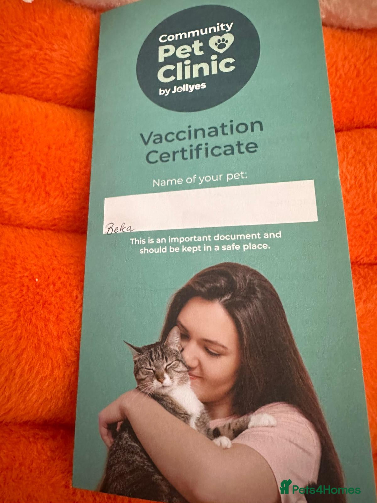 Sphynx cats Sphynx - Advert 5