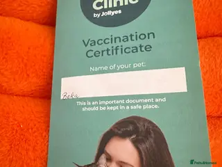 Sphynx cats Sphynx - Advert 12