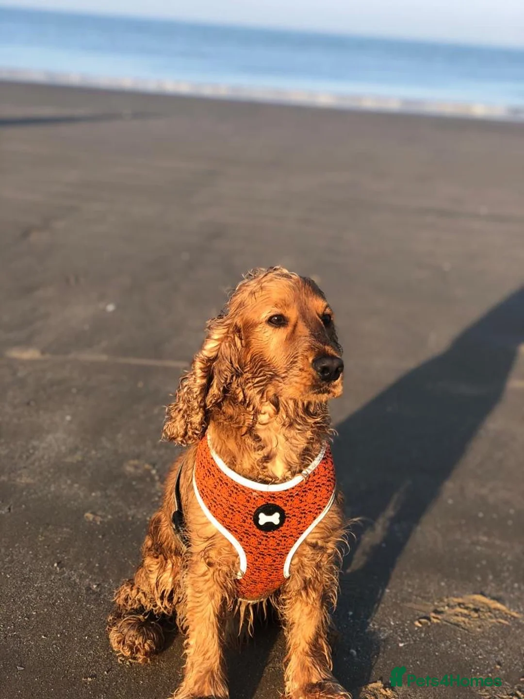 Cocker Spaniel dogs for stud: Cocker Spaniel For Stud in Liverpool - Advert 19