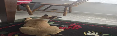 Green collar puppy