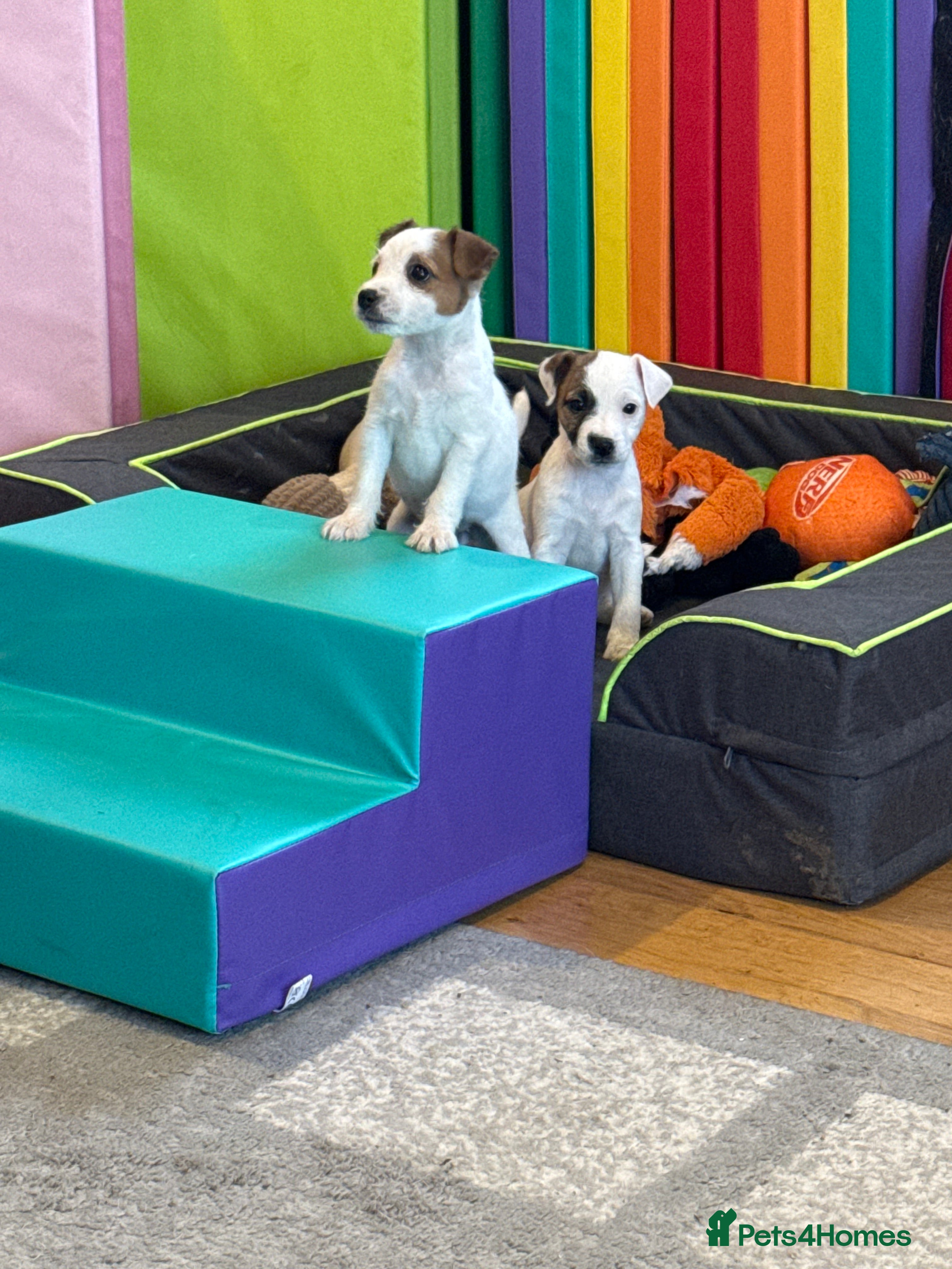 Parson Russell dogs Parson Russell Terrier - Advert 2