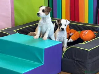 Parson Russell dogs Parson Russell Terrier - Advert 2