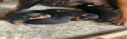 Rottweiler dogs for sale: Chunky Rottweiler puppies  - Advert 3