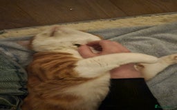 Mixed Breed cats for adoption: Male Rescue Cat for Indoor Adoption - Image 15