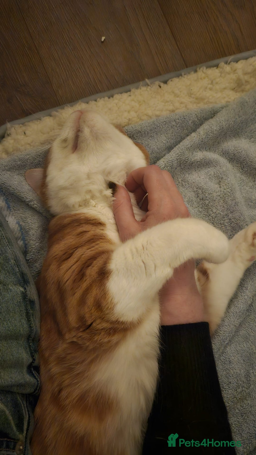 Mixed Breed cats for adoption: Male Rescue Cat for Indoor Adoption - Image 15