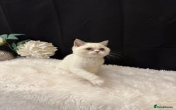 British Shorthair cats for sale: 💗 Gorgeous Full Pedigree BSH Trusted Breeder 💗 - Image 28