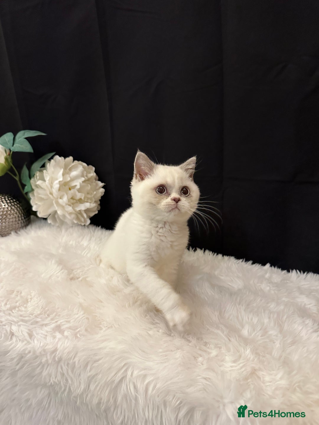 British Shorthair cats for sale: 💗 Gorgeous Full Pedigree BSH Trusted Breeder 💗 - Image 28
