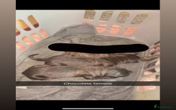 Cane Corso dogs for sale: Cane Corso first litter of puppies !! - Image 19