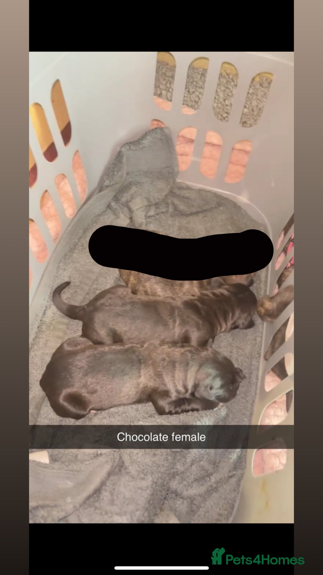 Cane Corso dogs for sale: Cane Corso first litter of puppies !! - Image 19