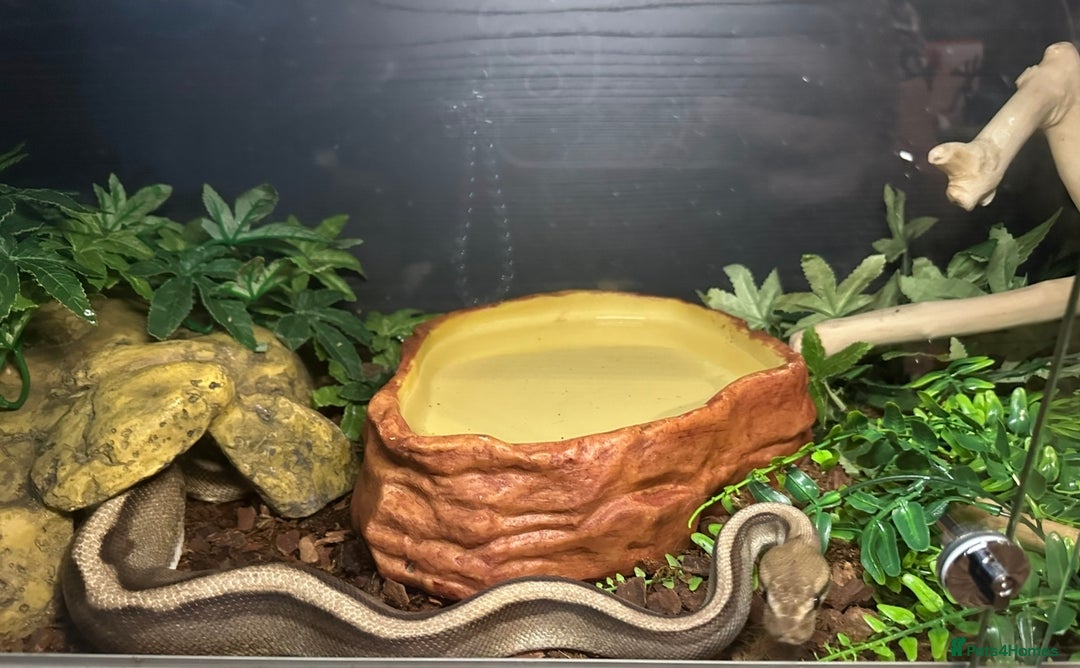Snake reptiles for sale: Beautiful G-Stripe - Image 5