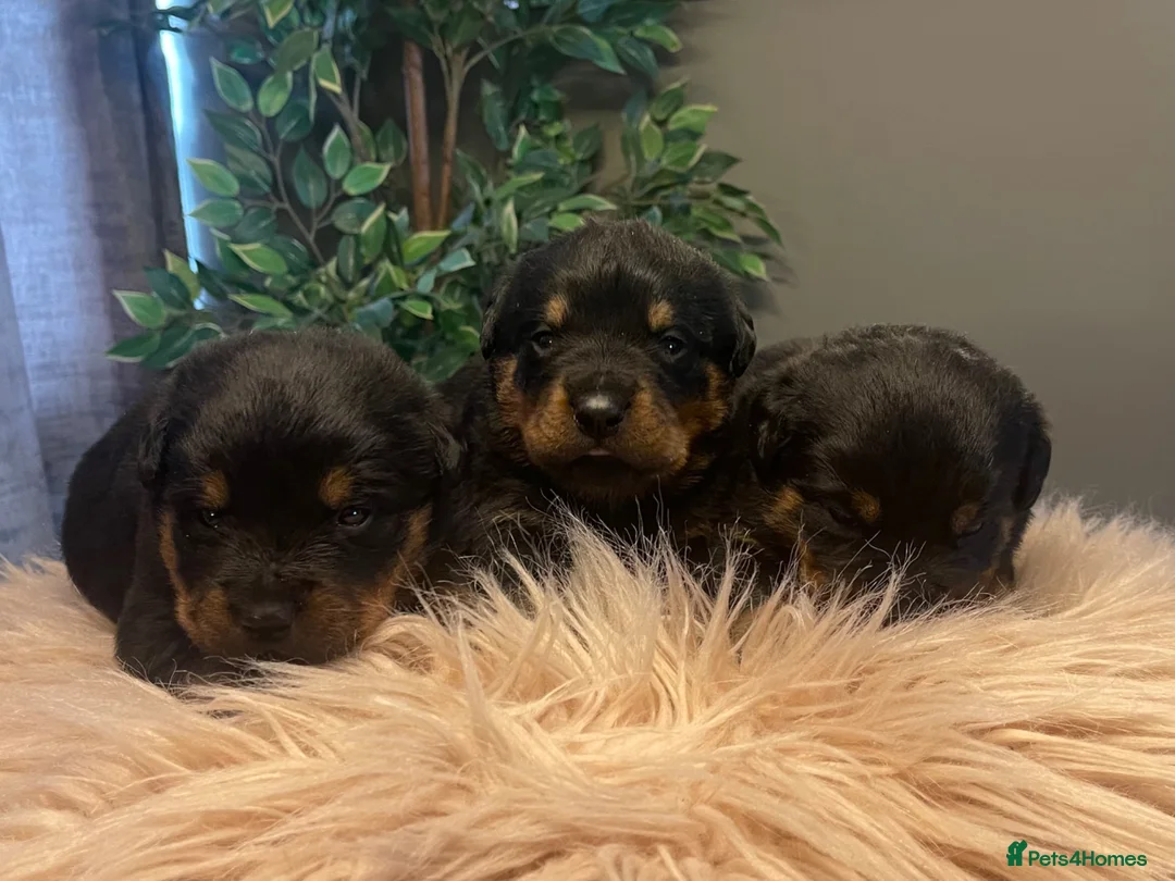 Rottweiler dogs for sale: Rottweiler pups big boned a1 quality kc registered - Advert 11