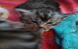 Maine Coon cats for sale: Maine Coon female  - Advert 3