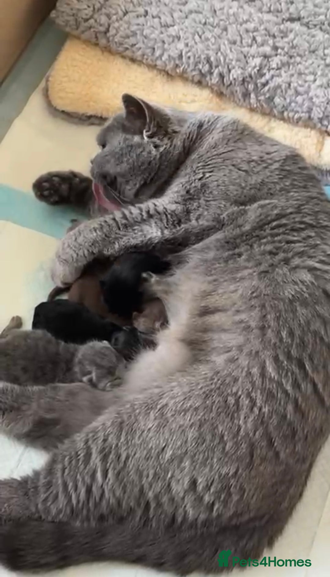 British Shorthair cats for sale: Gorgeous British Shorthair & Longhair Kittens - Advert 19