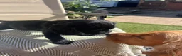 Cocker Spaniel dogs for sale: Beautiful litter of cocker spaniels  - Advert 7