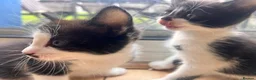 Mixed Breed cats for sale: Gorgeous kittens  in Liverpool - Advert 4
