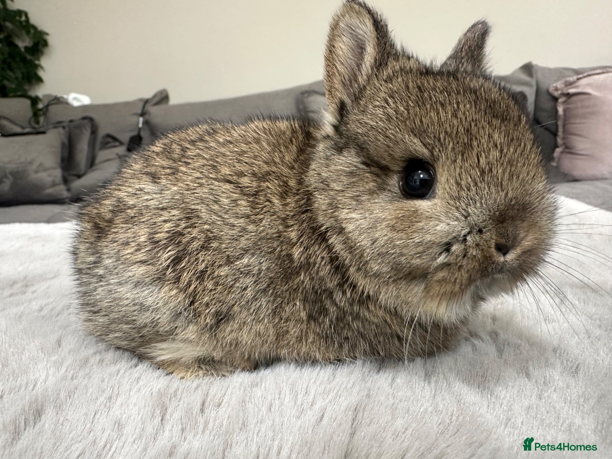 Netherland Dwarf rabbits Lap bunnies Netherland Dwarfs - Advert 1