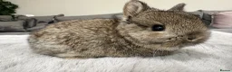 Netherland Dwarf rabbits for sale: Lap bunnies Netherland Dwarfs - Advert 1