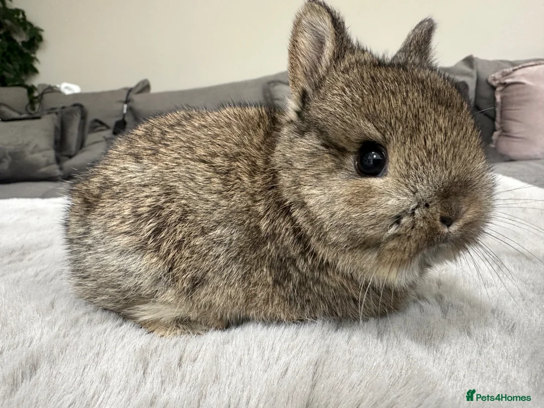 Netherland Dwarf rabbits for sale: Lap bunnies Netherland Dwarfs - Advert 1