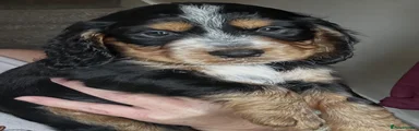 Cocker Spaniel 2