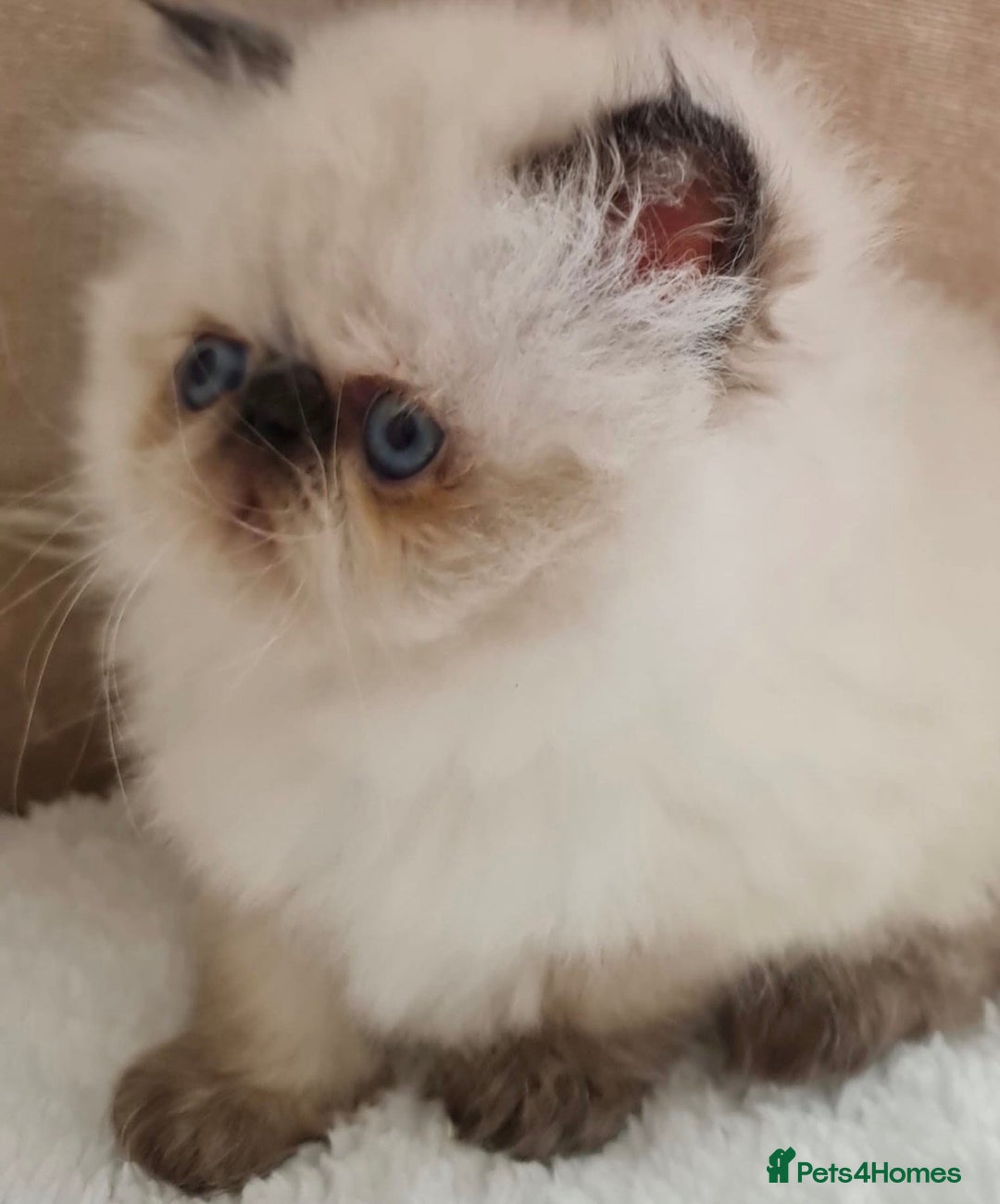 Himalayan cats for sale: Colourpoint CP Persian Himi Himalayan colour point - Advert 5