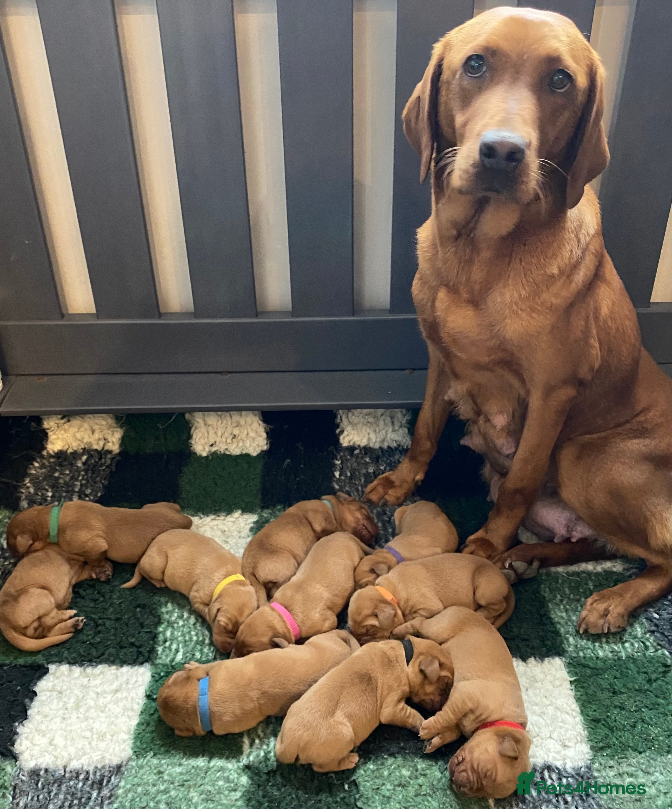 Labrador Retriever dogs QUALITY LITTER OF DARK FOX RED LABRADOR PUPPIES - Advert 6