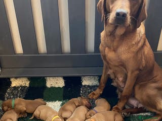 Labrador Retriever dogs QUALITY LITTER OF DARK FOX RED LABRADOR PUPPIES - Advert 4